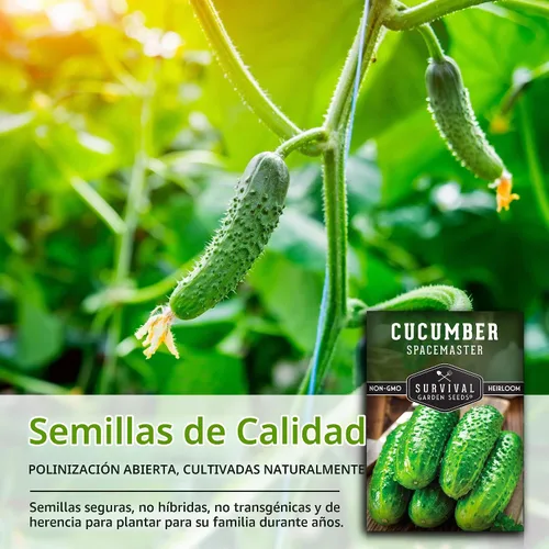Vista 7 de Semillas de pepino Spacemaster para plantar Variedad compacta autóctona sin OMG para jardines de espacios pequeños – Semillas de jardín