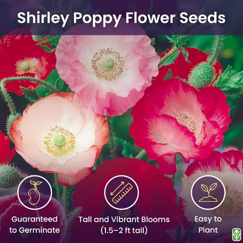 Vista 2 de Shirley - Semillas de amapola para plantar, 50,000 semillas frescas de flores de amapola - Semillas de flores silvestres para plantar en el exterior