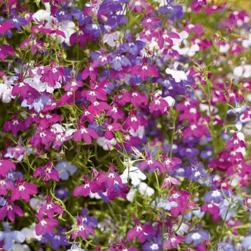 Vista 2 de Semillas Lobelia Mix Flores anuales para plantar sin OMG