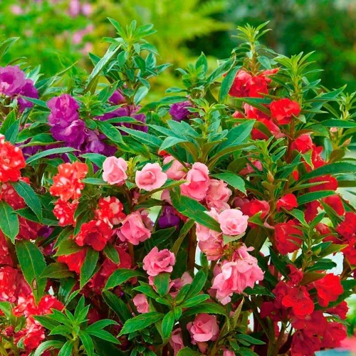 Vista 3 de Semillas Balsam Camellia Flowered Mix - Impatiens balsamina - Flores anuales para plantar - Sin OGM