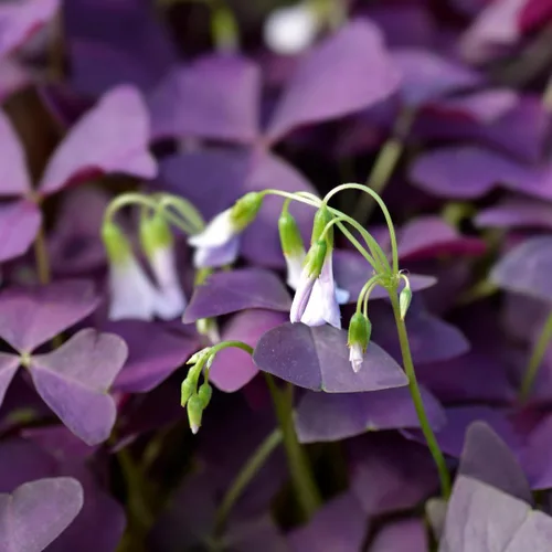 Vista 6 de Planta Oxalis de color púrpura intenso, arbusto de trébol morado, planta ornamental de floración de primavera, 4-8 pulgadas de alto para crecer