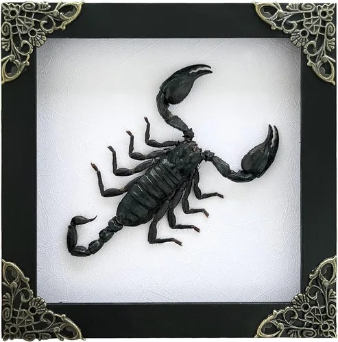 Vista 77 de 2 Real Dragonfly Specimens Shadow Box Framed Insect Display Oddities Curiosities Entomology Collection Natural History Wall Decor Gift for Nature