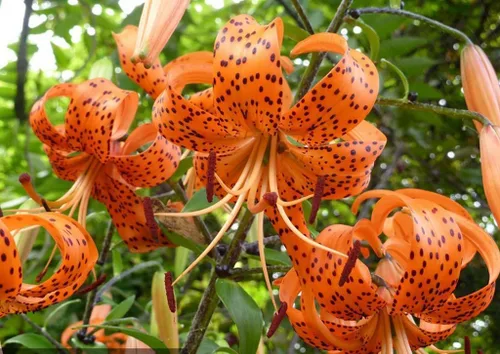 Vista 5 de 50 unidades de semillas de lirio de tigre naranja Lilium Lancifolium Bloom Flower Seed Heirloom