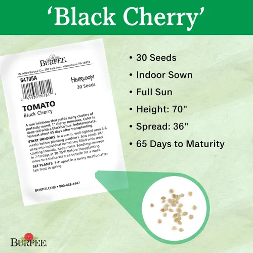 Vista 3 de Burpee Tomate 'Black Cherry' - Tomate cereza púrpura, sabor dulce y rico, 30 semillas