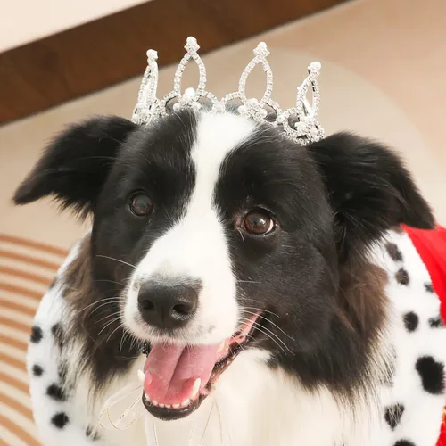 Vista 8 de Lovelyshop Pet Series Corona para Perro/Gato Redonda Completa Chapada en Oro con Diamantes de Imitación y Perlas Reales para Disfraz de Familia Real