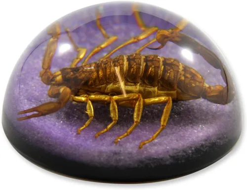 Vista 3 de REALBUG 2 1/2 x 1 1/4" Golden Scorpion Dome Pisapapeles Púrpura