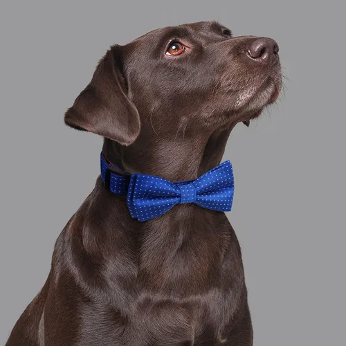 Vista 2 de Collar de perro con pajarita para regalo de niña o niño, pajarita suave y duradera, punto azul, talla S