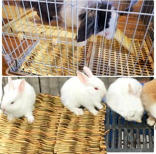 Vista 6 de 8 alfombrillas de hierba de conejo, tapete de hierba natural de conejo, tapete para cama de mascotas, conejos, juguetes masticables para hámsters