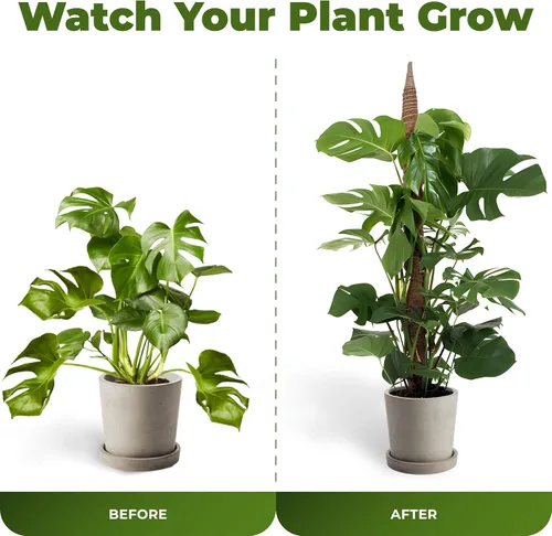 Vista 5 de Paquete de 2 postes de musgo flexibles de 28 pulgadas para soporte de plantas Monstera para plantas de interior - Bastón de musgo alto tipo enrejado