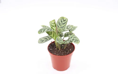 Vista 5 de Calathea Pavo Real Makoyana - 4'' de California Tropicals