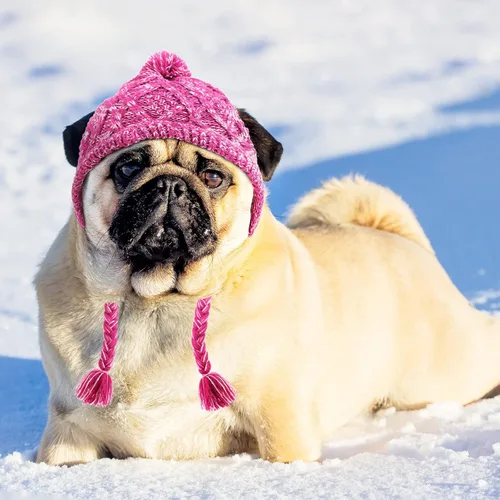 Vista 4 de Weewooday Gorro de invierno para perro, 2 piezas, cálido, con pompón, gorro de punto para perro con agujeros para las orejas, gorro de punto