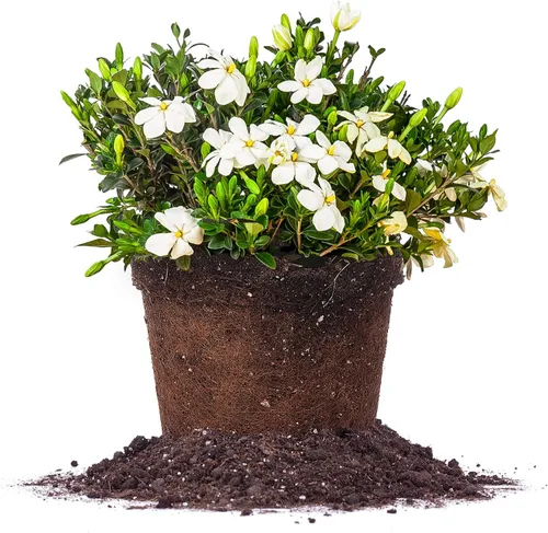 Vista 10 de Planta viva resistente a las heladas Gardenia de Perfect Plants, maceta de 1 galón Gardenia a prueba de heladas
