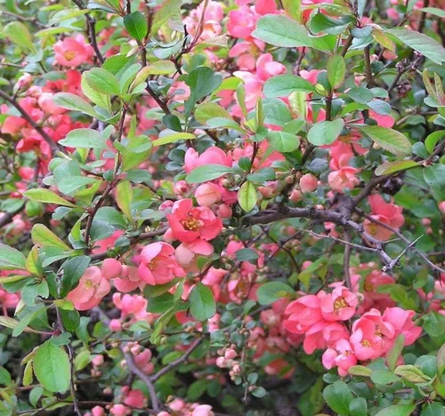 Vista 3 de Chaenomeles lagenaria (membrillo común), flores rosas, rojas y blancas, fruta dura, amarilla y fragante, elige la cantidad (1 unidad)