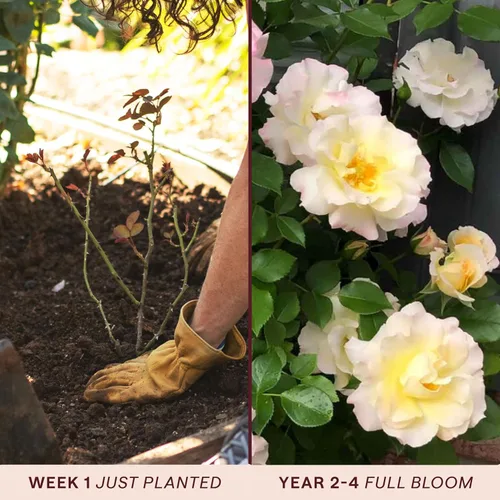 Vista 3 de Heirloom Roses Rose Bush - Easter Basket™ Planta amarilla viva para plantar al aire libre
