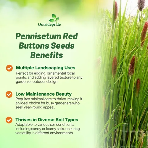 Vista 3 de Outsidepride - 25 semillas de la hierba ornamental perenne Pennisetum thunbergii (Red Buttons) para sembrar