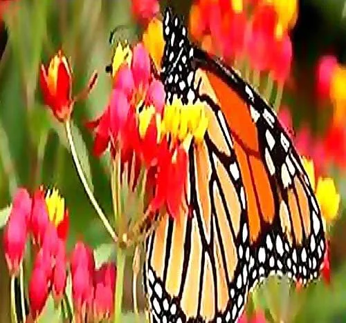 Vista 9 de Los 5 paquetes grandes - Común, Puesta de sol tropical, Motivas, Pantano y Mariposa Milkweed Seeds, Asclepias (Los 5 paquetes grandes)