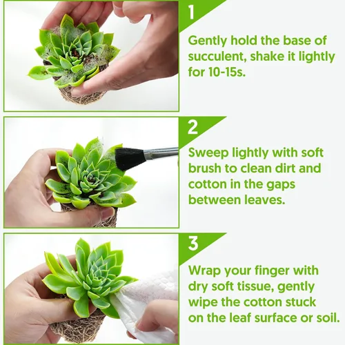Vista 6 de Sprout N Green Plantas suculentas vivas, paquete de 5 suculentas surtidas en maceta de 2 pulgadas con mezcla de tierra, plantas pequeñas raras