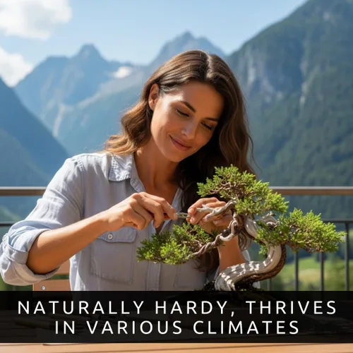 Vista 2 de 30 semillas de árbol bonsái de enebro de montaña para cultivar - Los enebros muy apreciados son los bonsáis más valiosos para los coleccionistas