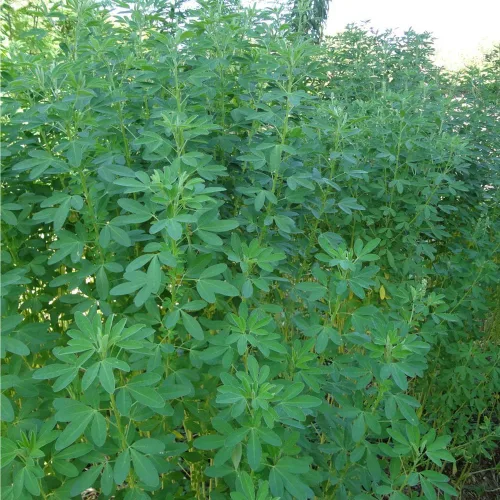 Vista 3 de Más de 20 semillas orgánicas de chipilin raro Semilla de Chipilin para Sembrar para sembrar semillas de reliquia, semillas de hierbas para sopas