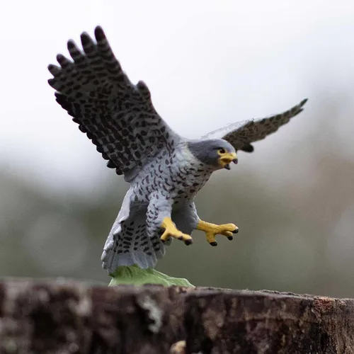 Vista 2 de Safari Ltd. Figura de halcón peregrino, figura detallada de plástico de 3.75 pulgadas, divertido juguete educativo para niños, niñas y niños a