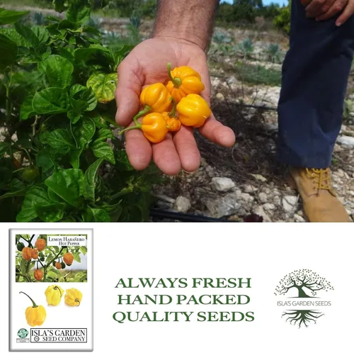 Vista 4 de Semillas de pimiento picante Habañero de limón para plantar, más de 25 semillas de reliquia por paquete, semillas de jardín de Isla