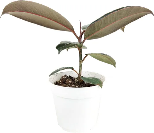 Vista 2 de Planta de goma burdeos (maceta de cultivo de 4 pulgadas) - Planta de interior saludable - Planta de interior de fácil cuidado