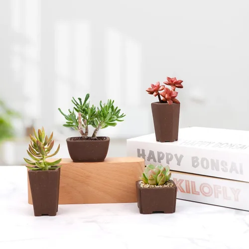 Vista 6 de Happy Bonsai Macetas sin esmaltar, 4 unidades, mini suculentas, 2.0 in, color natural