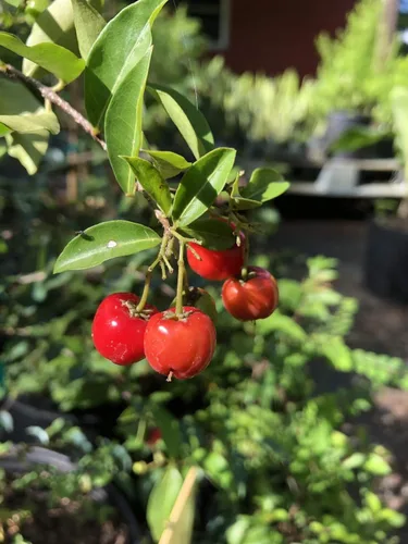 Vista 4 de Cerezo de Barbados - Planta viva en una maceta de cultivo de 4 pulgadas - Malpighia Emarginata - Árbol frutal comestible para el patio y el jardín