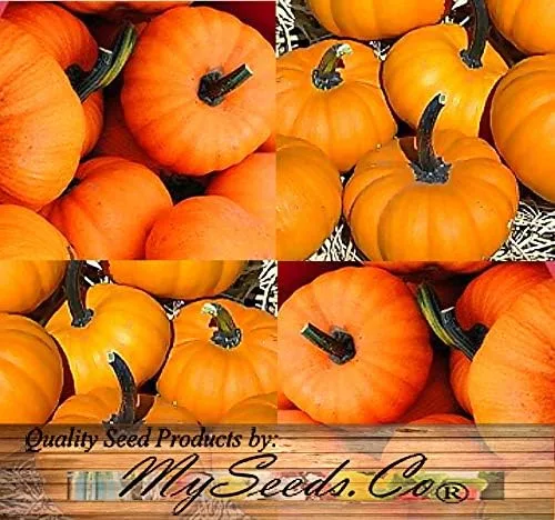 Vista 5 de Paquete grande (más de 98 semillas) variedades de calabaza miniatura (Bumpkin, Casperita, Hooligan) perfectas para decoración de exteriores e