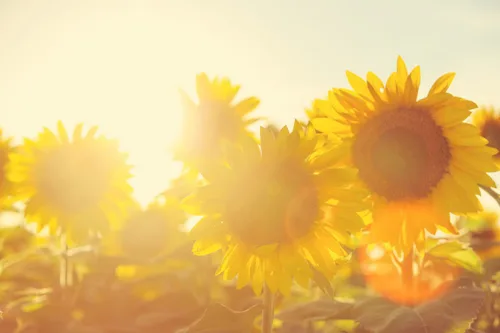 Vista 9 de L'OCCITANE Acondicionador de reparación intensivo: cabello más brillante y más fuerte, infundido con aceites esenciales 100% naturales, para cabello