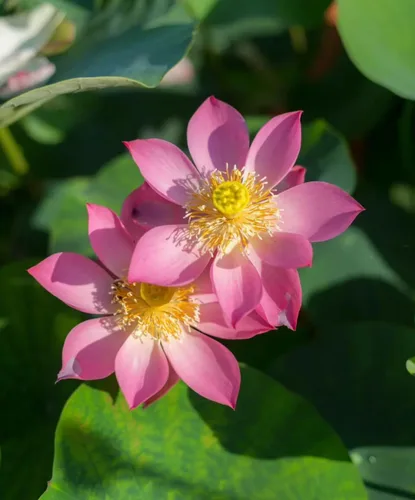 Vista 4 de Más de 15 mini tazones de semillas de loto para patio y estanque, hermosos contenedores de flores de agua, estilo bonsái, variedad de loto sagrado