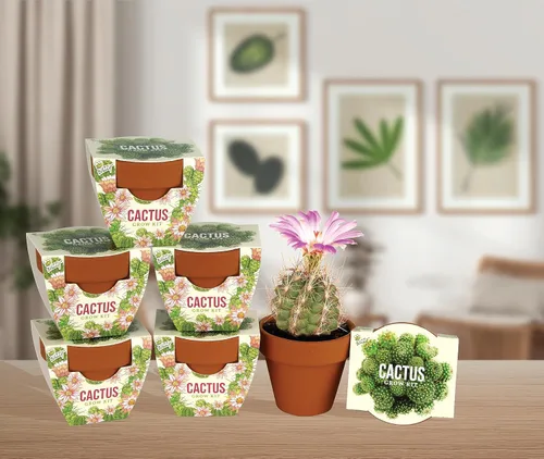 Vista 9 de BUZZY Semillas de terracota Mini macetas de cultivo Kit de iniciación de hierbas, plantas, flores para niños y adultos Mini cactus paquete de 6