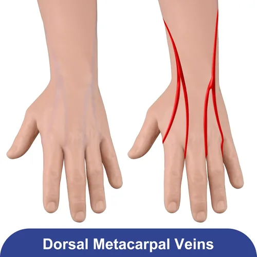 Vista 4 de Medarchitect IV Kit de práctica de brazo de inyección y flebotomía con infusión intravenosa, extracción de sangre, técnicas de venopuntura