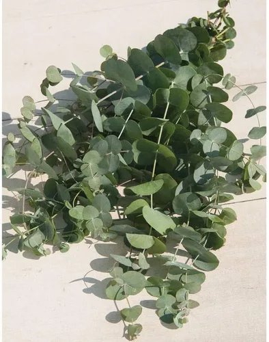 Vista 2 de Eucalyptus Silver Dollar Seeds - Planta de interior o exterior (10)