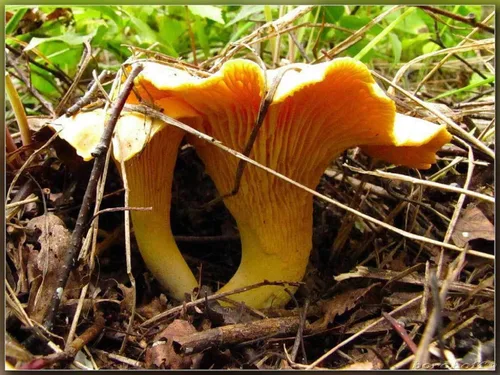 Vista 3 de Sporas Mushroom Golden Chanterelle Seeds Mycelium Spawn Hierloom Seed No OGM