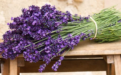 Vista 8 de Planta de lavanda inglesa Hierbas no transgénicas para plantar