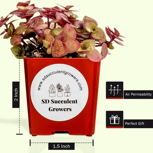 Vista 2 de Paquete misterioso de plantas suculentas vivas, variedad de plantas bien enraizadas en macetas de 2 pulgadas, plantas de interior reales, pequeñas