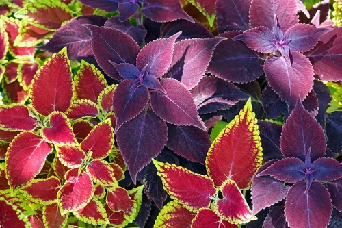 Vista 7 de Coleus Blumei Mix Seeds Flores anuales hermosas para plantar 100 semillas sin OMG