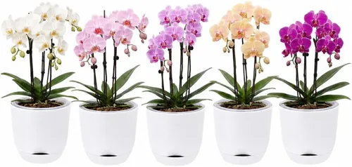 Vista 17 de QCQHDU 2 Pack 5.7 Inch Orchid Pots with Holes for Repotting, Double-Layer and Self Watering Orchid Pot with Good Air Circulation Verde