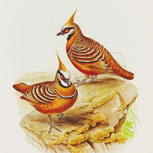 Vista 27 de Canguros australianos John Gould Counted Patrón de punto de cruz