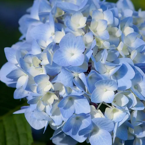 Vista 2 de Endless Summer Hortensia Original, 1 galón