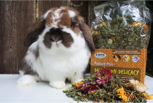 Vista 5 de Exotic Nutrition Pasture Plus+ Delicacy de diente de león – Premio natural saludable de flores secas de alta fibra – Conejillos de Indias, conejos