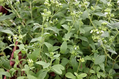 Vista 3 de 1107-Stevia, Hierba (Stevia rebaudiana) Semillas por Robsrareandgiantseeds UPC0764425787020 Sin OMG, orgánico, cultivador estadounidense