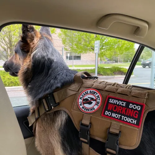 Vista 4 de 10 Piezas de Emblema de Servicio para Perros K9 "Por Favor No Me Acaricien" en Entrenamiento Sin Tocar Insignia Completa Bordada para Arnés de 1.