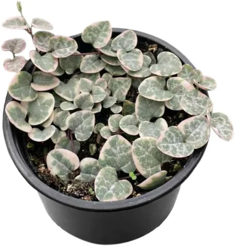 Vista 12 de Succulent Elephant Bush - Planta viva Plantas de interior en maceta de 4 Suculento Elefante Arbusto