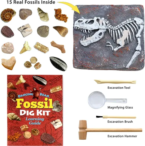 Vista 2 de DANCING BEAR Kit de excavación de fósiles, excavar 15 fósiles prehistóricos, incluyendo huesos de dinosaurio reales y dientes de tiburón, educación