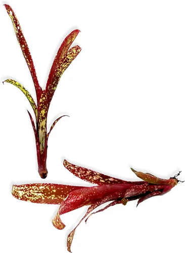 Vista 3 de ragnaroc Plantas vivas – Bromelia Billbergia Casa Blanca de raíz desnuda, gigante 20-30 cm - 1 unidad - Llegada viva garantizada - Plantas