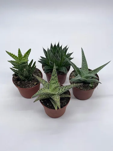 Vista 6 de BubbleBlooms Surtido variado de aloe, macetas de 3 pulgadas, 4 suculentas de aloe diferentes