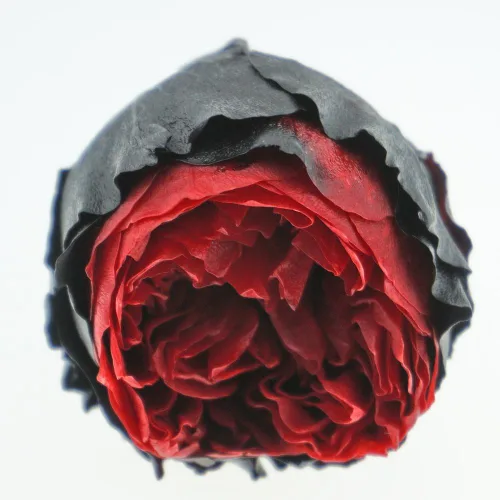 Vista 5 de Cabeza de flor fresca preservada de rosas Austin, 1.6-2 pulgadas cada una, 8 piezas