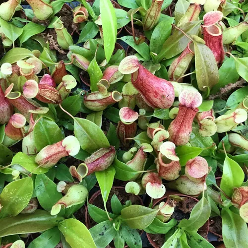 Vista 3 de Planta de jarra carnívora, planta de inicio vivo en una maceta de 2 pulgadas, Nepenthes St Gaya, hermosas plantas carnívoras tropicales de fácil